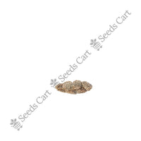 Cardamom Seeds — seeds close-up | High germination rate | SeedsCart