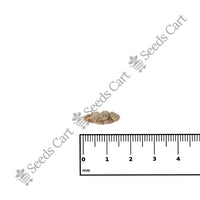 Cardamom Seeds — growing seedlings | ISF certified seeds | SeedsCart