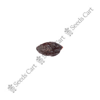 Lemon-Scented Gum — seeds close-up | High germination rate | SeedsCart