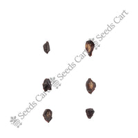 Lemon-Scented Gum — harvest ready plant | Grow at home India | SeedsCart