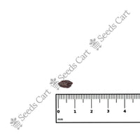 Lemon-Scented Gum — growing seedlings | ISF certified seeds | SeedsCart