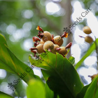 Cardamom Seeds — plant growing in garden | Non-GMO vegetable seeds | SeedsCart