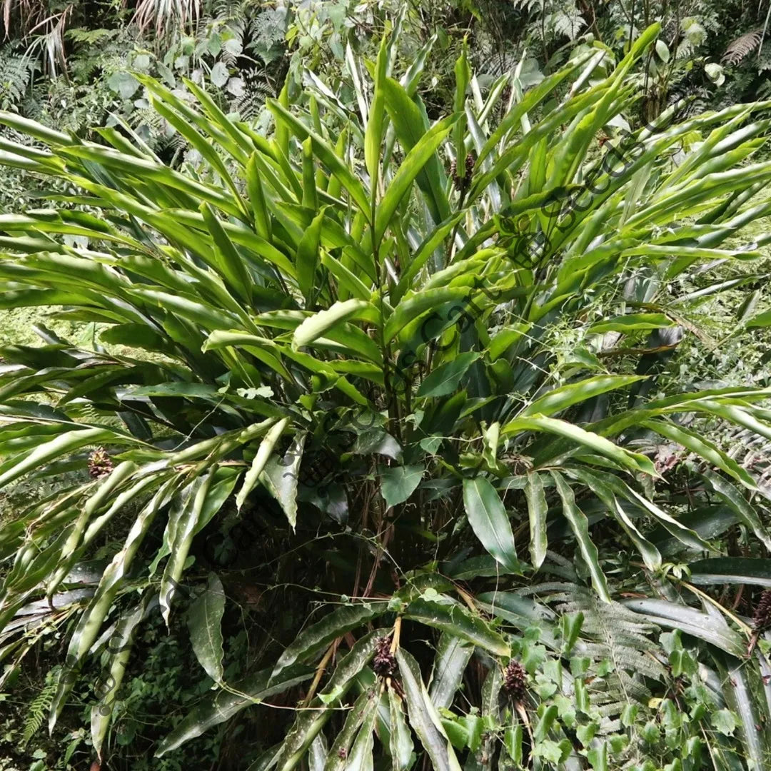 Cardamom Seeds — seed packet | Buy vegetable seeds online India | SeedsCart