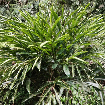 Cardamom Seeds (Elettaria cardamomum)