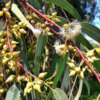River Red Gum — plant growing in garden | Non-GMO vegetable seeds | SeedsCart
