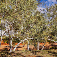 River Red Gum — seed packet | Buy vegetable seeds online India | SeedsCart