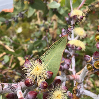Lemon-Scented Gum — plant growing in garden | Non-GMO vegetable seeds | SeedsCart
