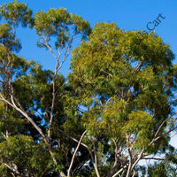Lemon-Scented Gum — seed packet | Buy vegetable seeds online India | SeedsCart