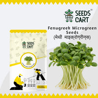 Fenugreek Microgreen Seeds — microgreens sprouting | Grow indoors India | SeedsCart
