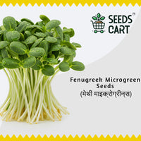 Fenugreek Microgreen Seeds — fresh microgreens harvest | 7-day ready | SeedsCart