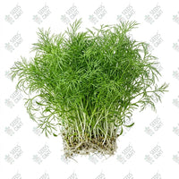 Fennel Microgreen Seeds