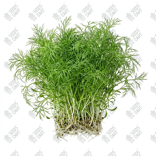 Fennel Microgreen Seeds