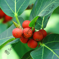 Indian Banyan Seeds — plant growing in garden | Non-GMO vegetable seeds | SeedsCart