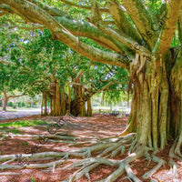 Indian Banyan Seeds — seed packet | Buy vegetable seeds online India | SeedsCart