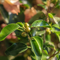 Weeping Fig Seeds — plant growing in garden | Non-GMO vegetable seeds | SeedsCart