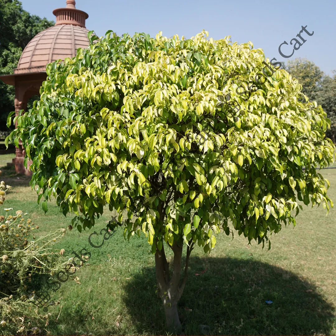 Weeping Fig Seeds — seed packet | Buy vegetable seeds online India | SeedsCart