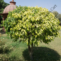 Weeping Fig Seeds — seed packet | Buy vegetable seeds online India | SeedsCart