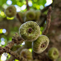 Sacred Fig Seeds — plant growing in garden | Non-GMO vegetable seeds | SeedsCart