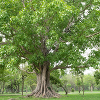 Sacred Fig Seeds — seed packet | Buy vegetable seeds online India | SeedsCart
