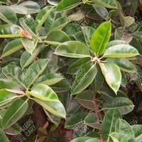 Ficus elastica