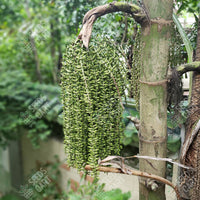 Fishtail Palm (Caryota mitis)