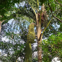 Fishtail Palm (Caryota mitis)