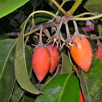 Mimusops elengi
