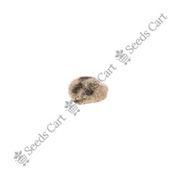 Levant Cotton — seeds close-up | High germination rate | SeedsCart