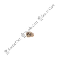 Levant Cotton — mature plant in pot | Kitchen garden seeds | SeedsCart