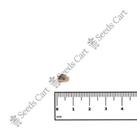 Levant Cotton — growing seedlings | ISF certified seeds | SeedsCart