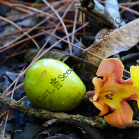 White Teak Seeds — mature tree | Forestry and reforestation seeds | SeedsCart