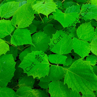 White Teak Seeds — seed packet | Buy tree seeds online India | SeedsCart