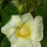 Levant Cotton — plant growing in garden | Non-GMO vegetable seeds | SeedsCart