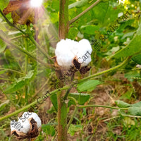 Levant Cotton — seed packet | Buy vegetable seeds online India | SeedsCart