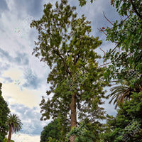 Grevillea robusta