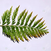 Grevillea robusta