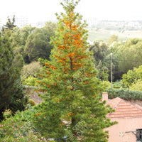 Grevillea robusta