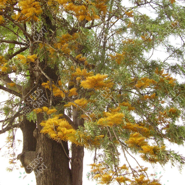 Grevillea robusta