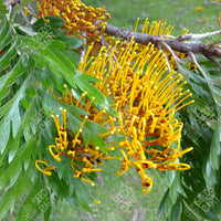 Grevillea robusta