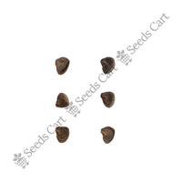 Kenaf Seeds — harvest ready plant | Grow at home India | SeedsCart