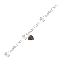 Kenaf Seeds — mature plant in pot | Kitchen garden seeds | SeedsCart