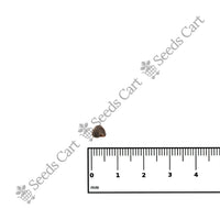 Kenaf Seeds — growing seedlings | ISF certified seeds | SeedsCart