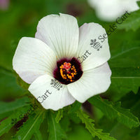 Kenaf Seeds — plant growing in garden | Non-GMO vegetable seeds | SeedsCart