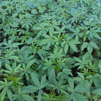 Kenaf Seeds — seed packet | Buy vegetable seeds online India | SeedsCart