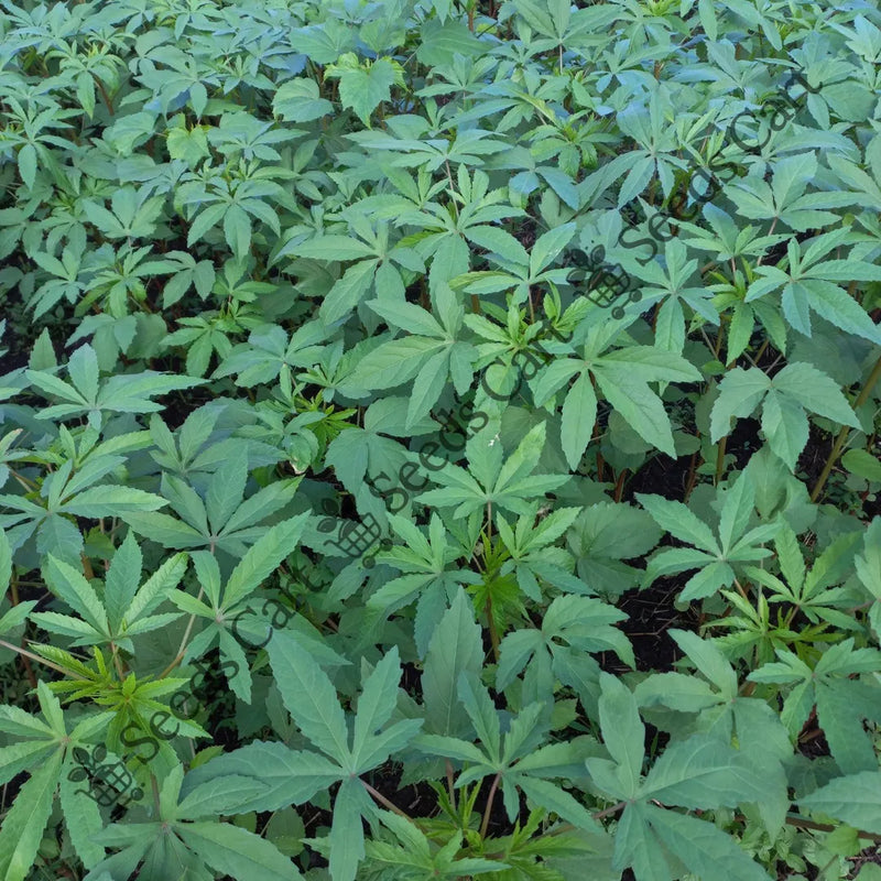 Kenaf Seeds — seed packet | Buy vegetable seeds online India | SeedsCart