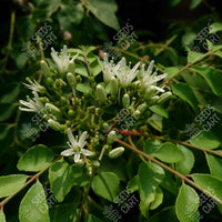 Curry Leaf Tree (Murraya koenigii)