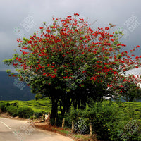 Erythrina indica