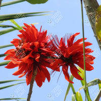 Erythrina indica