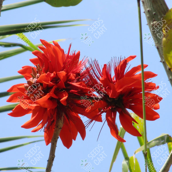 Erythrina indica