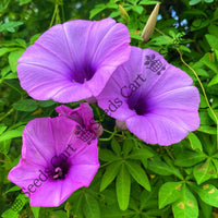 Cairo Morning Glory Seeds — plant growing in garden | Non-GMO vegetable seeds | SeedsCart